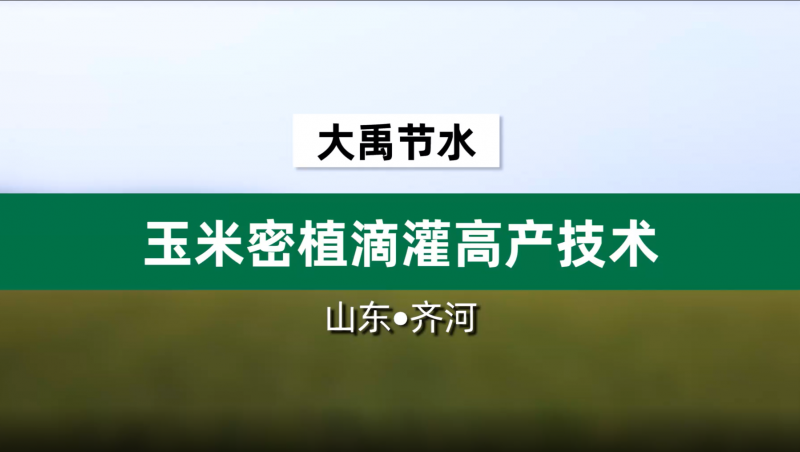 威廉希尔williamhill节水玉米密植滴灌高产手艺· 山东省齐河县豆腐窝灌区